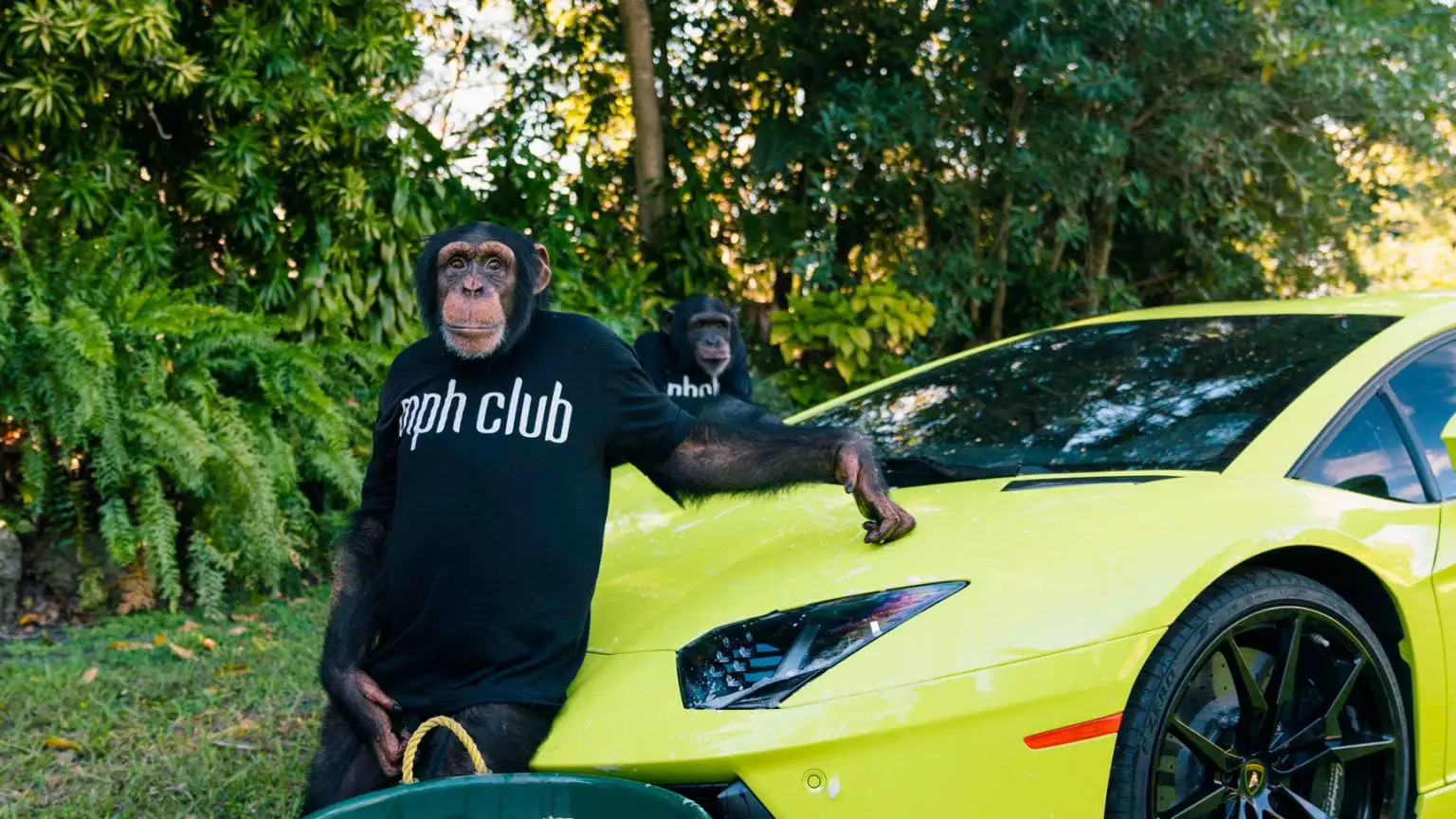 myrtle beach safari chimpanzees and green lamborghini aventador rental mph club